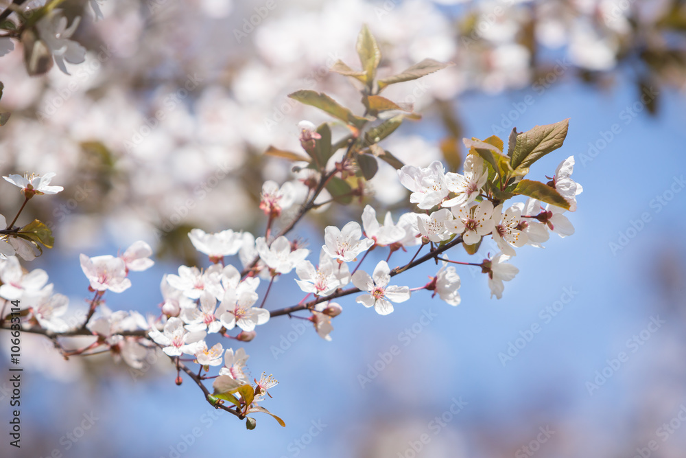 Blooming tree in spring with white flowers Blooming tree in spring with white flowers