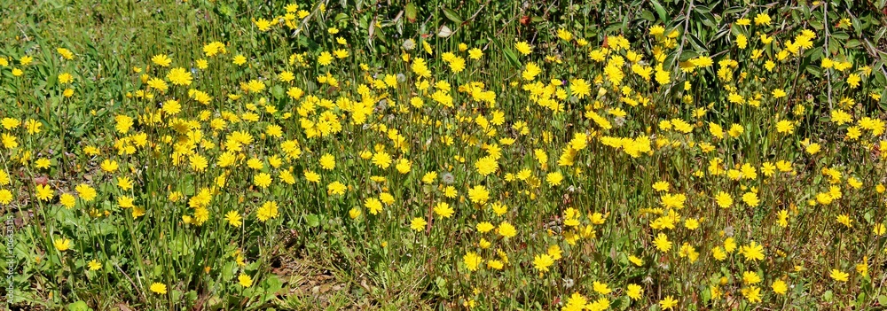 Field with yellow wildflowers