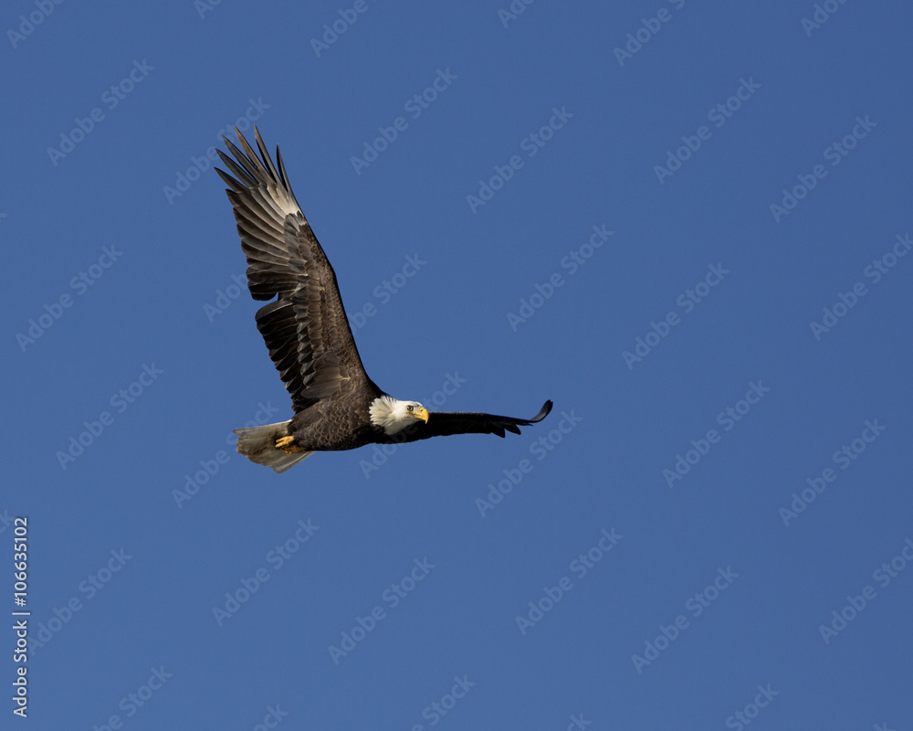 Obraz premium Bald Eagle (Haliaeetus leucocephalus) flying