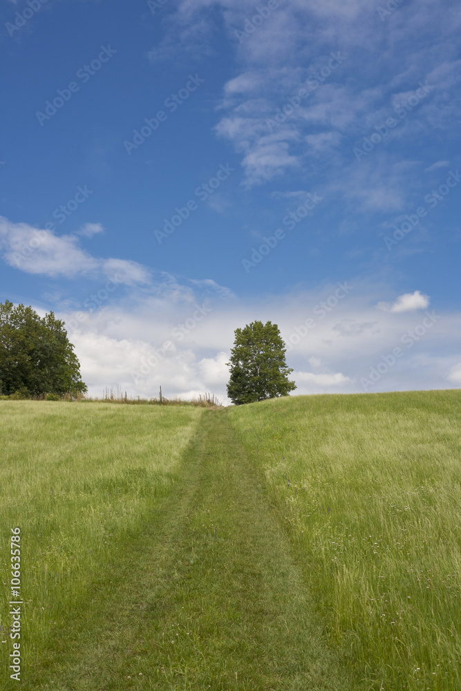 Obraz premium View of a green path on a field with trees on the horizon