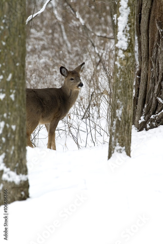 Whitetail deer  yearling standing in the winter woods.