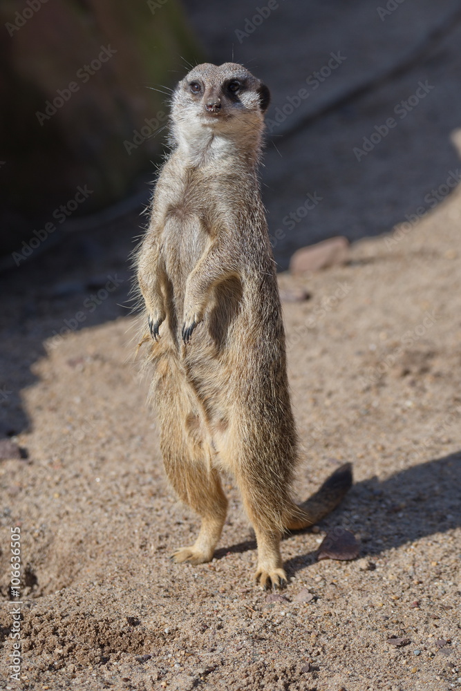 Portrait of playful and curious suricates in a small open resort Portrait of playful and curious suricates in a small open resort
