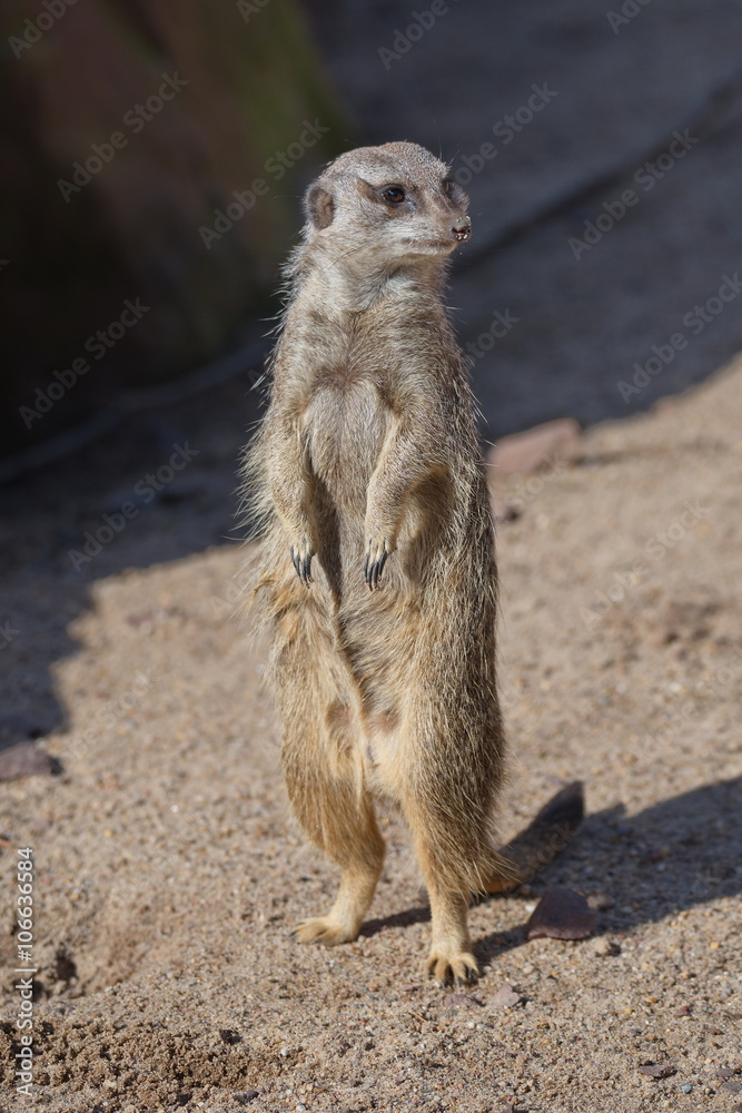 Portrait of playful and curious suricates in a small open resort Portrait of playful and curious suricates in a small open resort