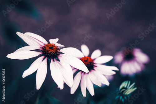 Beautiful fairy dreamy magic white daisy flowers with dark green leaves, retro vintage color, soft selective focus, copyspace for text, close-up macro shot