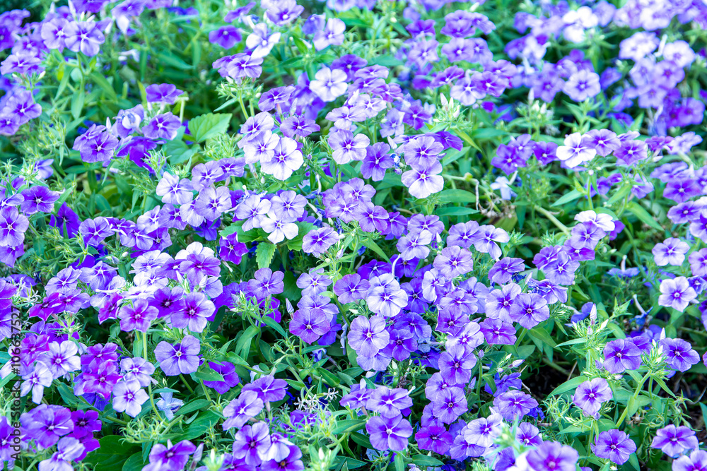 Obraz premium Purple Phlox,Phlox drummondii,Polemoniaceae