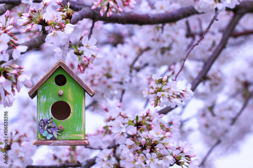 Birdhouse hanging on flowering tree branch © laurha