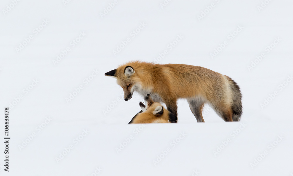 Obraz premium Red Fox