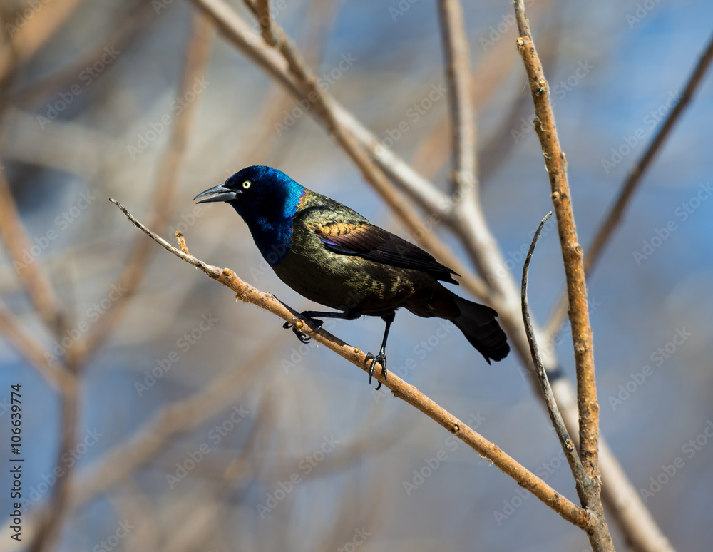 Obraz premium Common Grackles are blackbirds that look like they've been slightly stretched. They're taller and longer tailed than a typical blackbird, with a longer, more tapered bill and glossy-iridescent bodies.