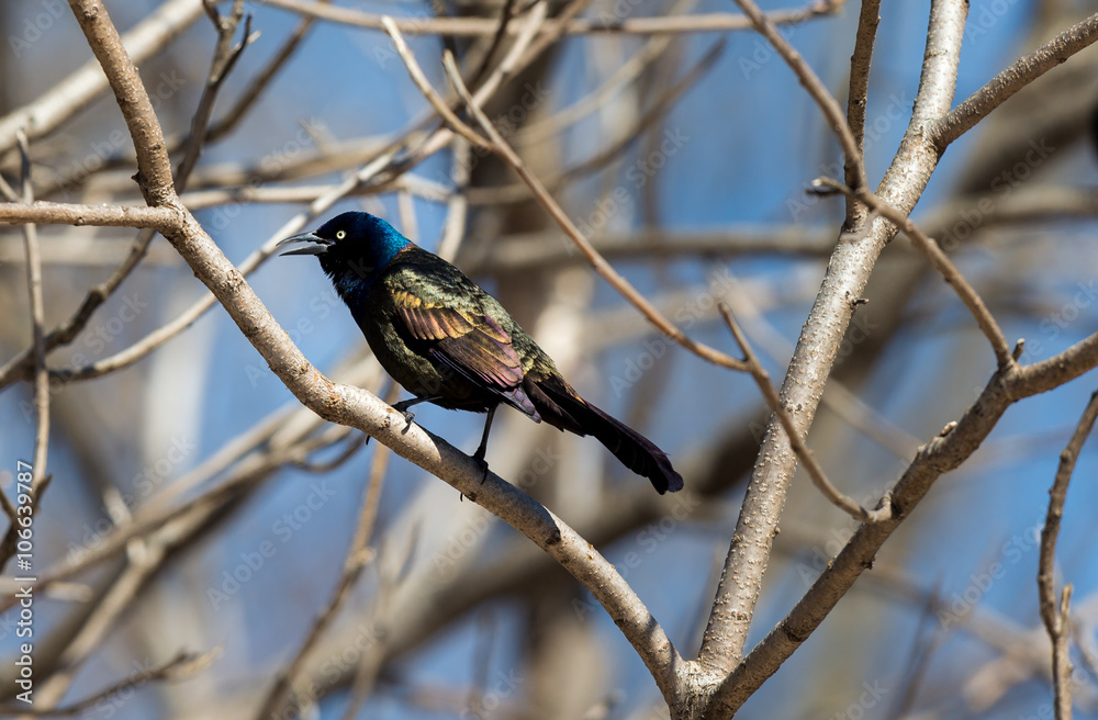 Common Grackles are blackbirds that look like they've been slightly stretched. They're taller and longer tailed than a typical blackbird, with a longer, more tapered bill and glossy-iridescent bodies.