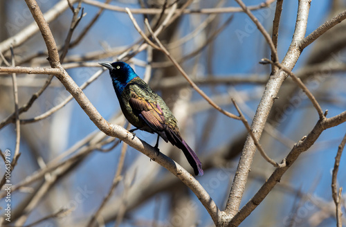 Common Grackles are blackbirds that look like they've been slightly stretched. They're taller and longer tailed than a typical blackbird, with a longer, more tapered bill and glossy-iridescent bodies.