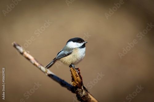 Widely considered cute thanks to its oversized round head, tiny body, and curiosity about everything, including humans. The chickadee black cap and bib  white cheeks gray back, wings, and tail   © Hummingbird Art