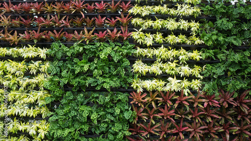 Tree wall.