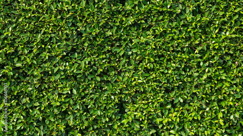 Banyan wall.