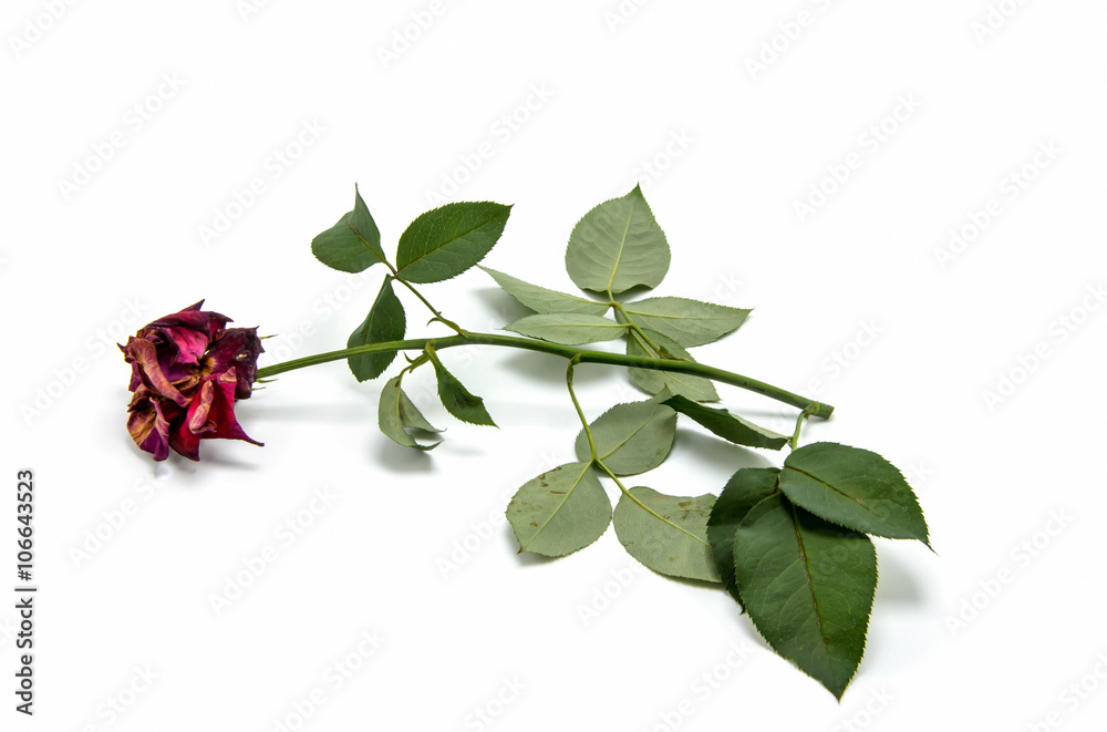Dry red rose on white background.