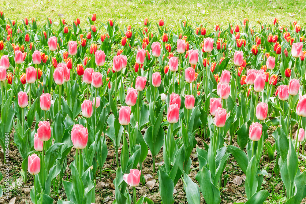 Fresh tulips blooming in the spring garden