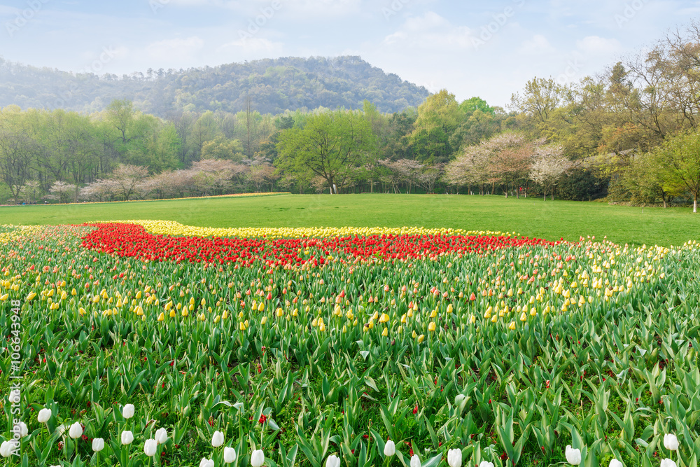 Fresh tulips blooming in the spring garden