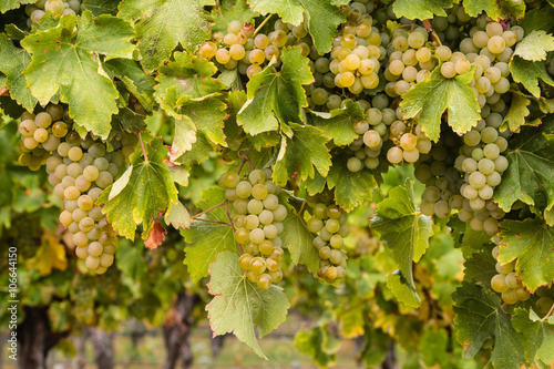 ripe white grapes on vine