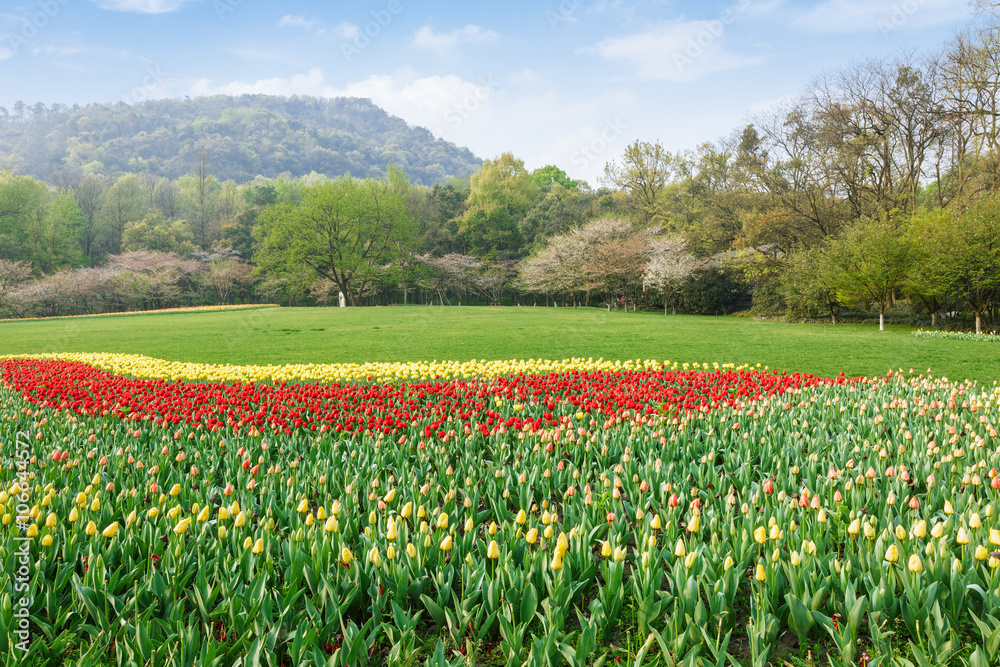 Fresh tulips blooming in the spring garden