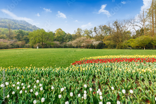 Fresh tulips blooming in the spring garden