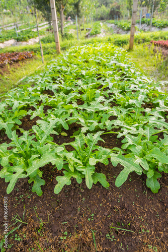 Row of Fresh salad leave Chicory in the Organic farm with soft focus