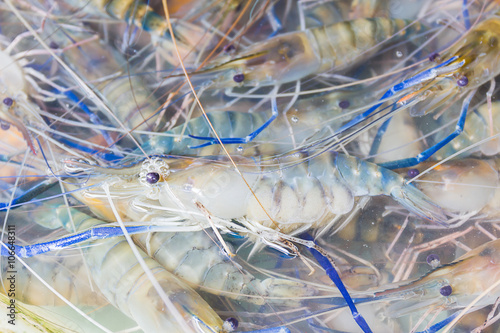 Fresh prawn shrimp in water on the market