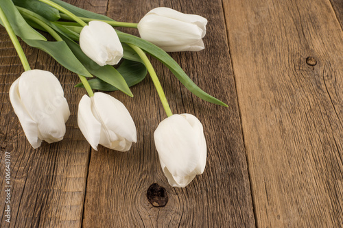 White tulips on rustic wooden background