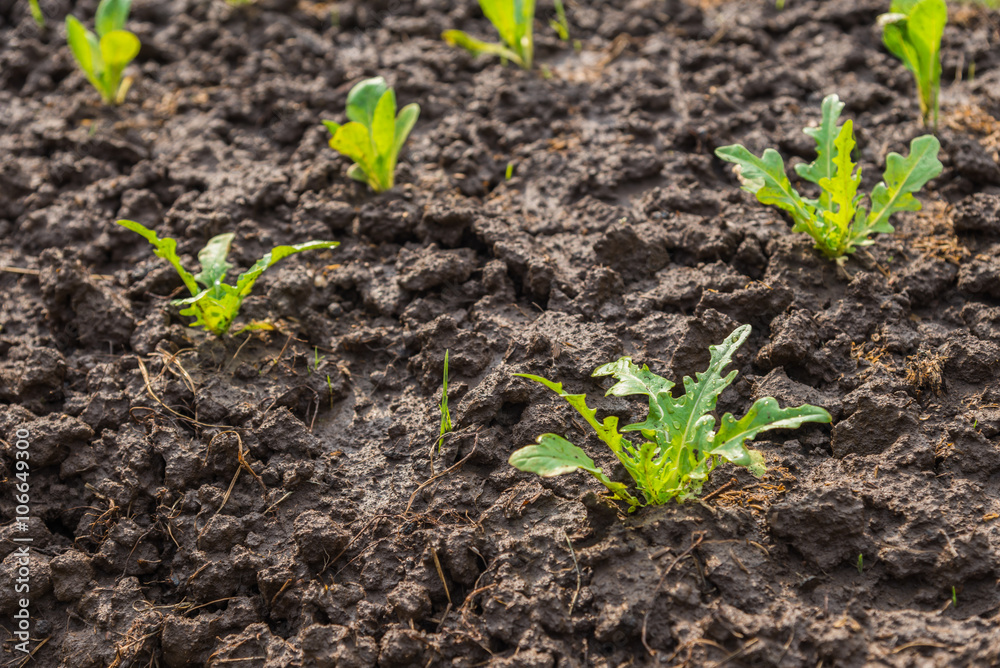Baby Fresh salad leave Chicory in the Organic farm with soft focus Baby Fresh salad leave Chicory in the Organic farm with soft focus