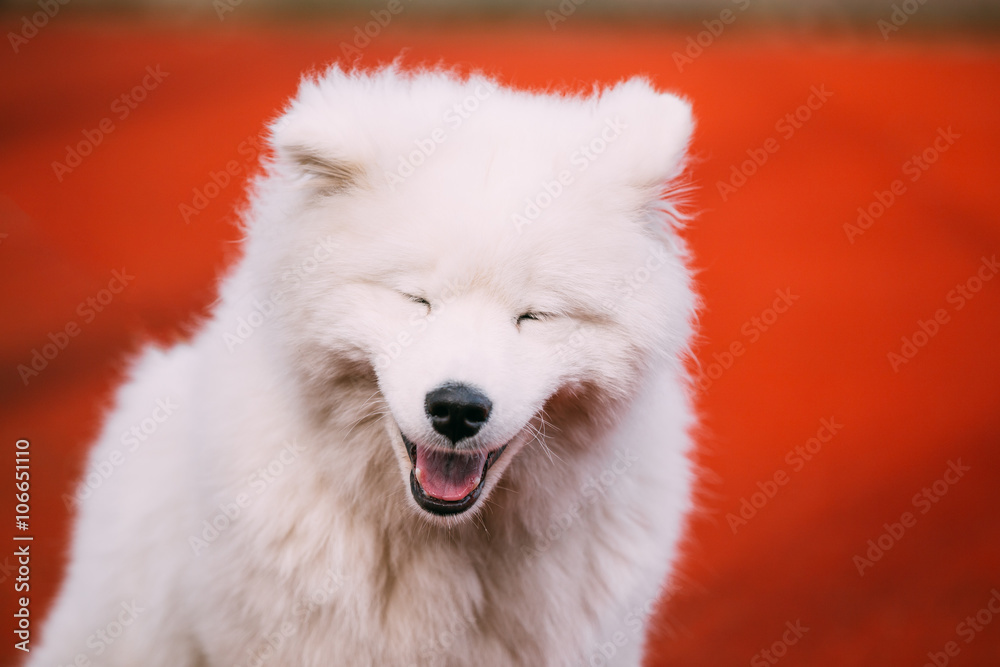 Close Up Of Happy Smiling Young White Samoyed Dog Close Up Of Happy Smiling Young White Samoyed Dog