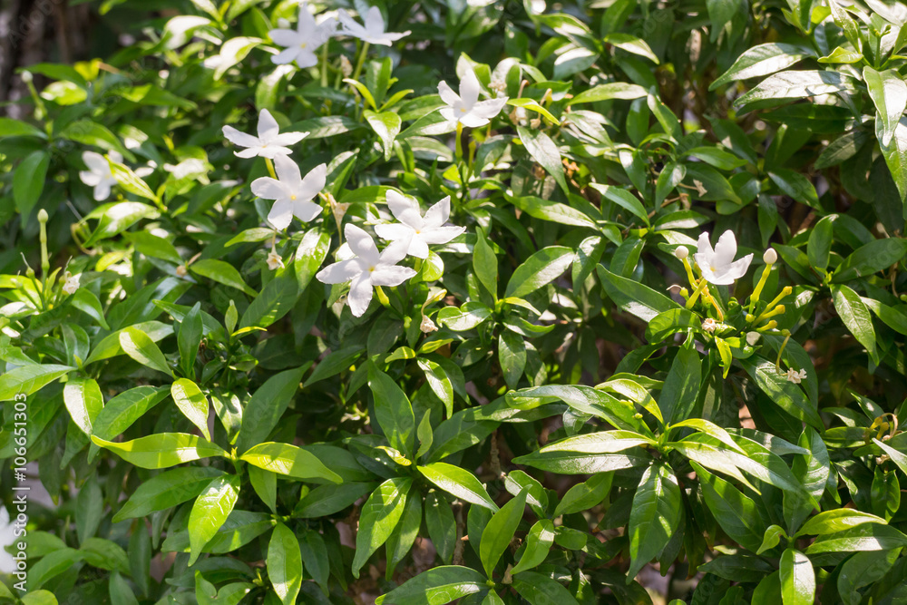 Group of white flower in garden