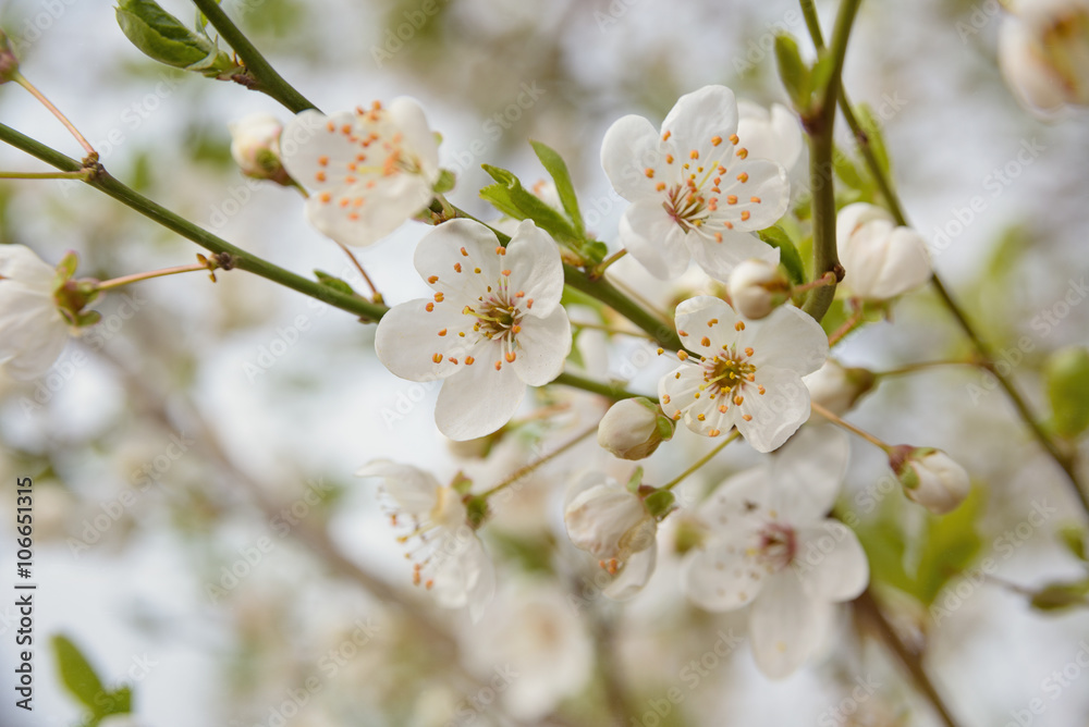 spring blooming tree background, white spring flowers spring blooming tree background, white spring flowers
