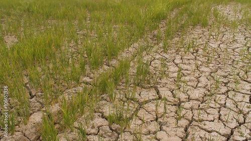 Dry rice field no water in farm 