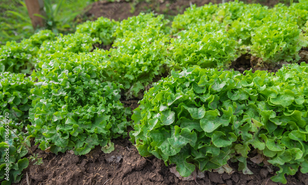 Green fresh salad leave green oak in the row of Organic farm Green fresh salad leave green oak in the row of Organic farm