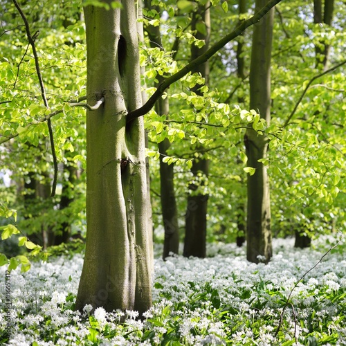 Forest and the blooming wild garlic (Allium ursinum) in Stochemhoeve, Leiden, the Netherlands photo