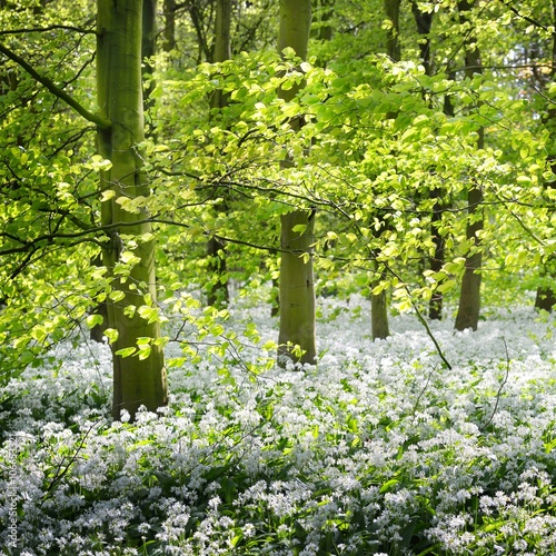 Forest and the blooming wild garlic (Allium ursinum) in Stochemhoeve, Leiden, the Netherlands