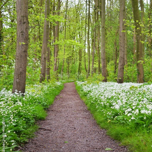 A road in the forest and the blooming wild garlic (Allium ursinum) in Stochemhoeve, Leiden, the Netherlands photo