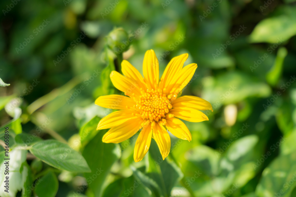 Tithonia diversifolia flower isolated
Tithonia diversifolia flower isolated