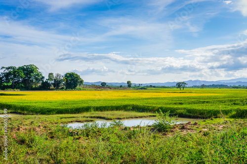 Landscape of farm field, LamDong, VietNam 