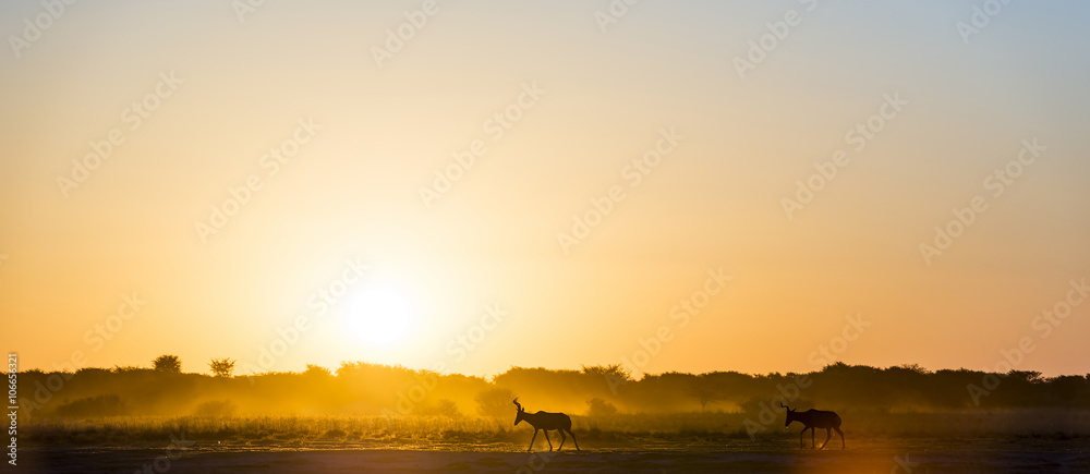 Africa Sunset Impala Africa Sunset Impala
