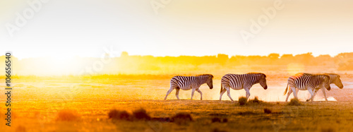 Africa sunset landscape with silhouetted Zebra in the dust of Botswana, Africa