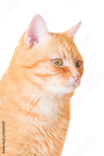 Beautiful red adult cat