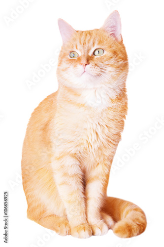 Cute red young cat isolated on white