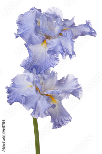 Fototapeta Naklejka Na Ścianę i Meble -  iris