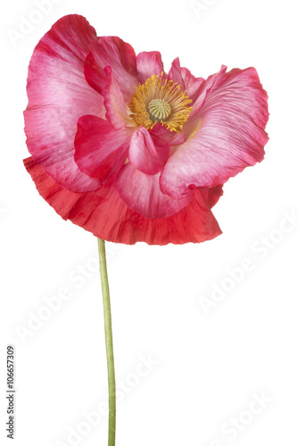 Fototapeta Naklejka Na Ścianę i Meble -  poppy