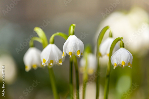 early spring snowflake flowers © ArtushFoto