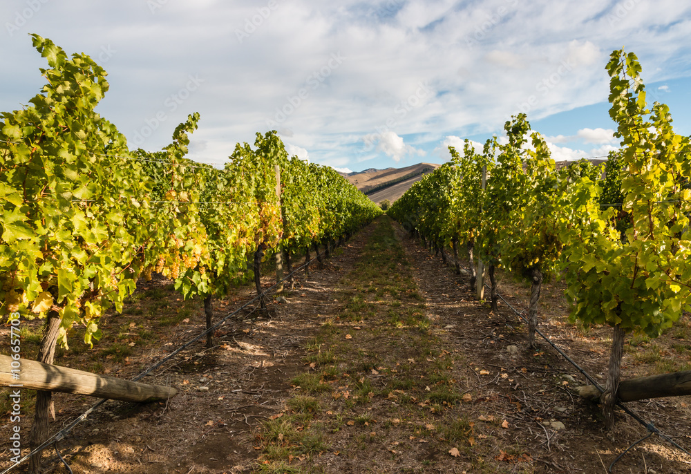 Naklejka premium rows of grapevine in vineyard