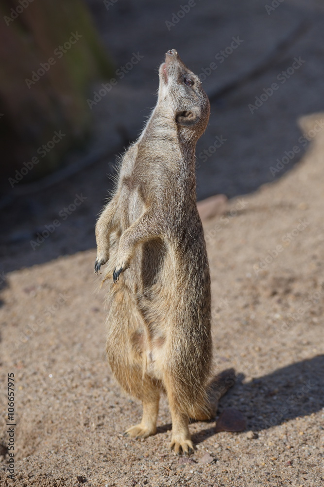 Portrait of playful and curious suricates in a small open resort Portrait of playful and curious suricates in a small open resort