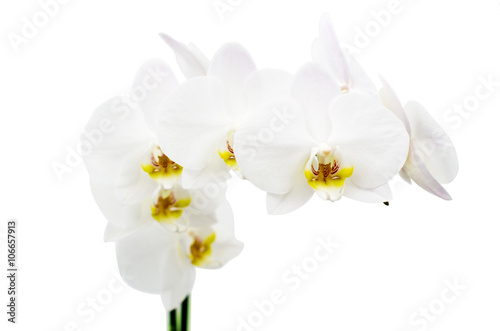 Fototapeta Naklejka Na Ścianę i Meble -  White orchid isolated on white
