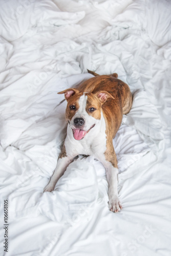 Happy american staffordshire terrier dog lying on the bed