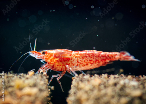 Cherry shrimp tank
