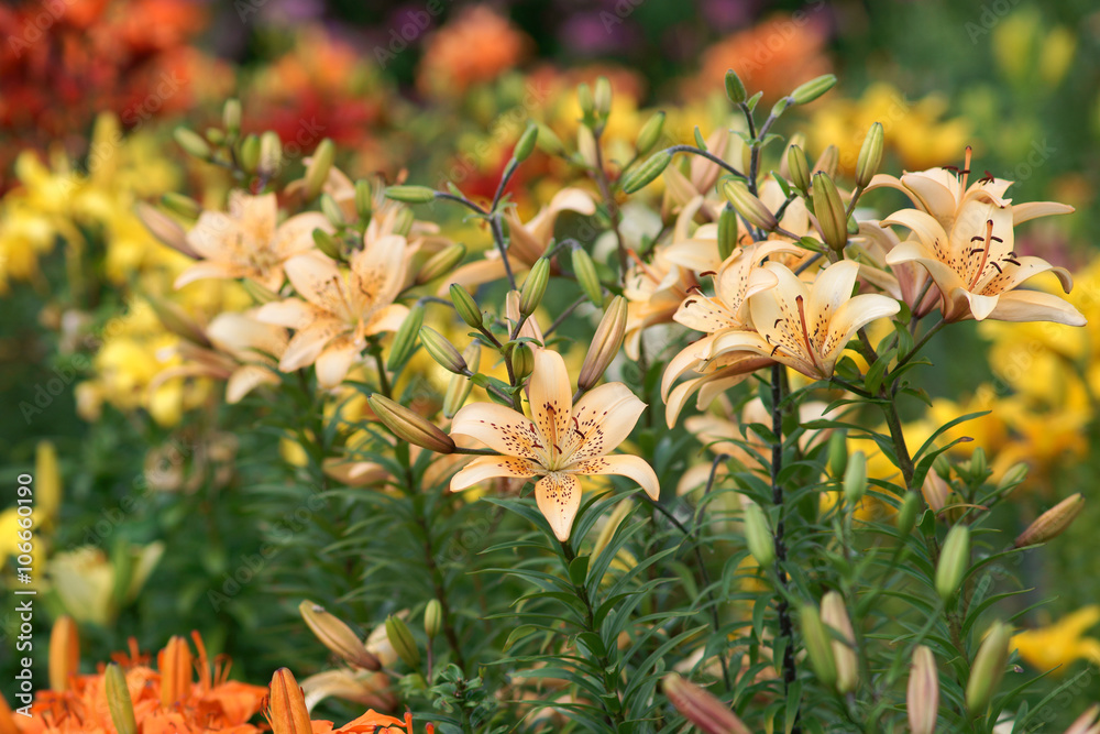 Obraz premium Lilium - lily 